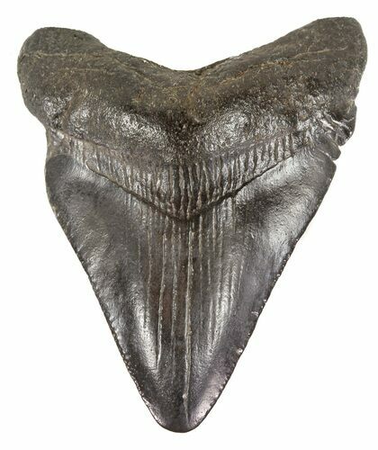 Juvenile Megalodon Tooth - South Carolina #52969